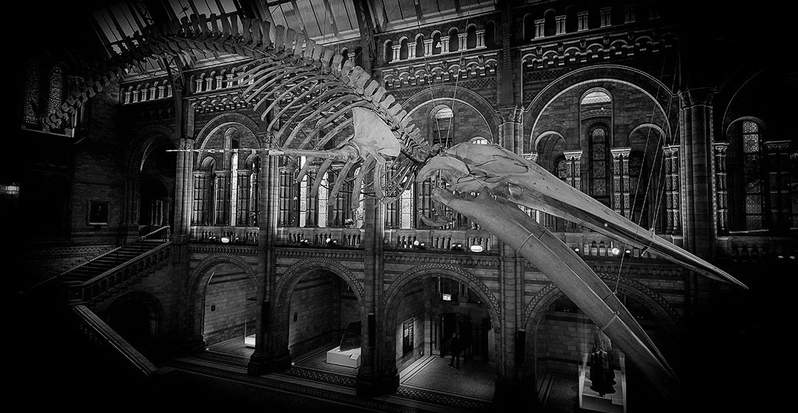 Where Wonder Begins: The London Christmas Company x The Natural History Museum